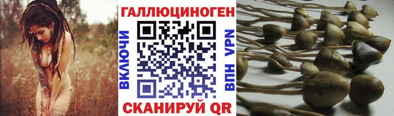Псилоцибиновые грибы MAGIC MUSHROOMS  даркнет сайт  Абинск 
